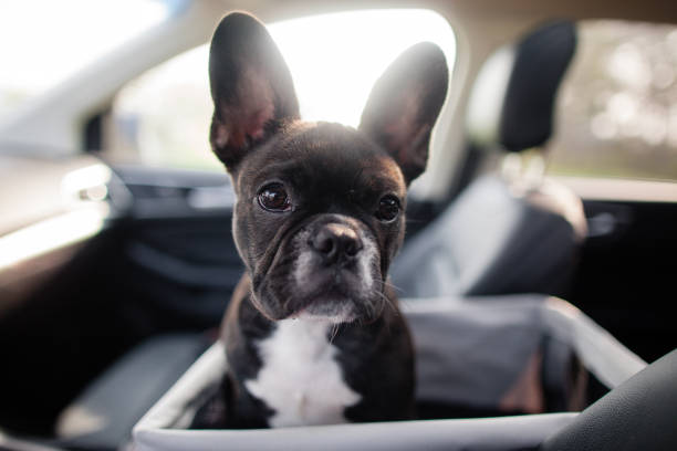 Housses De Siège De Voiture Pour Chien, Supports De Transport À